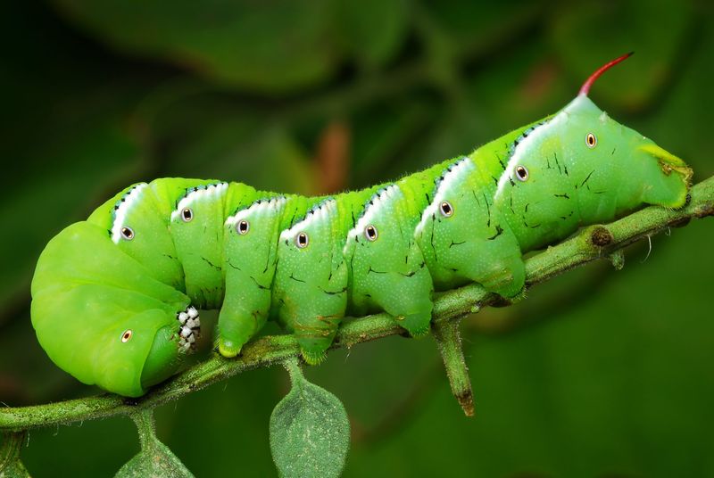 Identify caterpillars before deciding what to do