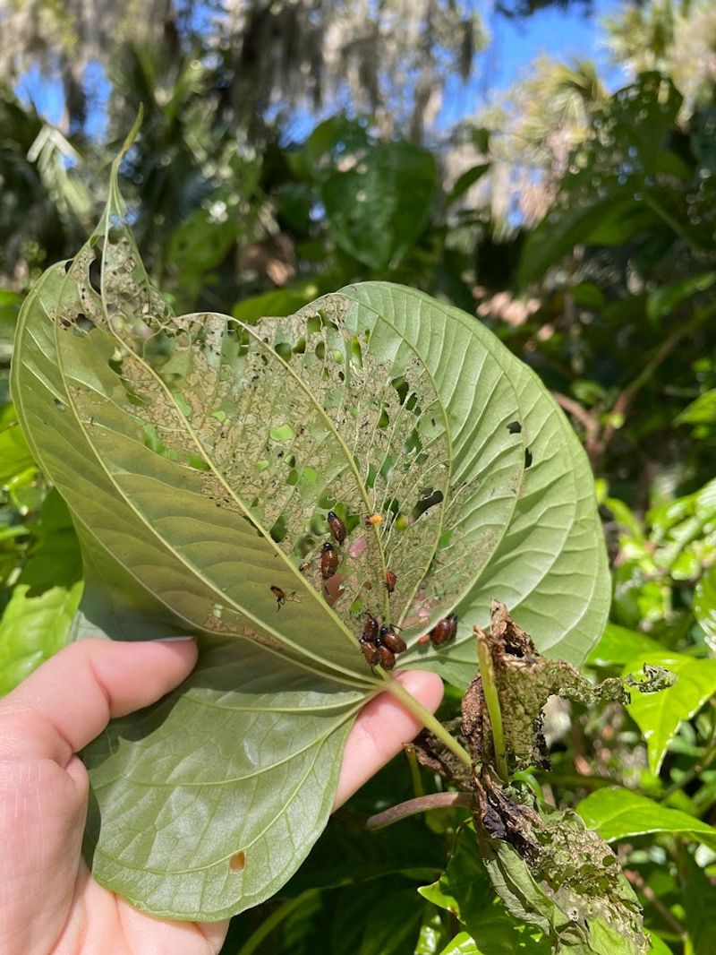 Identify pests before considering treatment