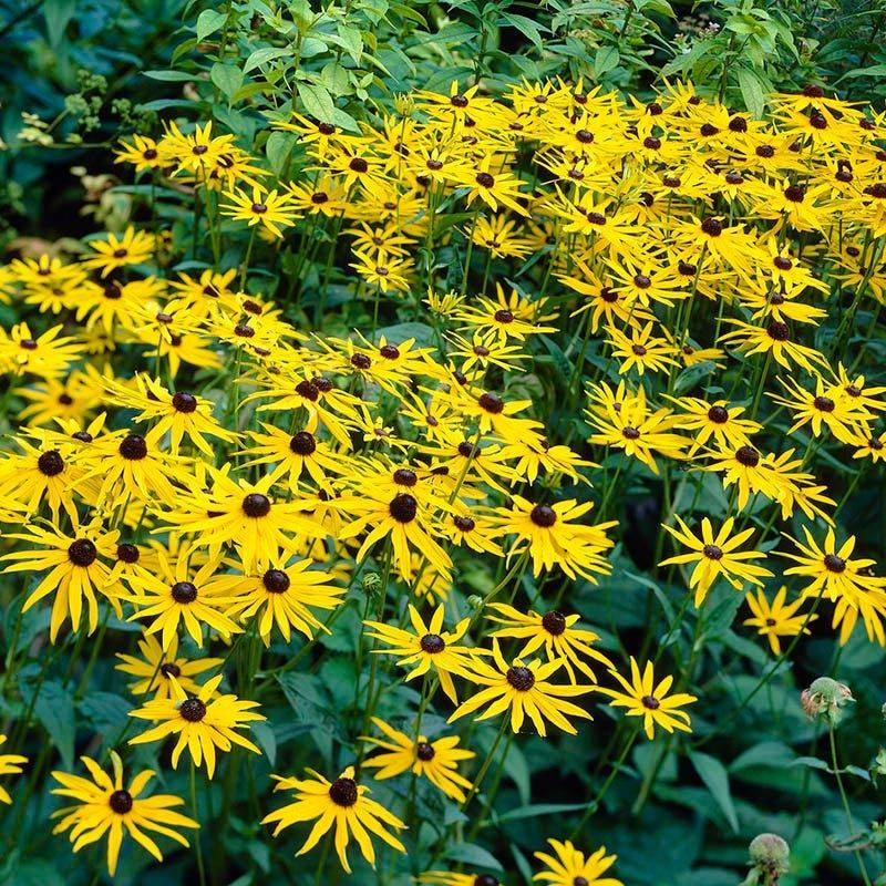 Identify the Rudbeckia before choosing a fall task Identify the Rudbeckia before choosing a fall task