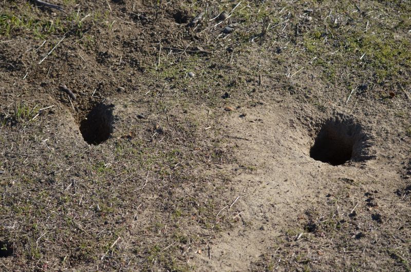 Identify the animal and check which burrows are active Identify the animal and check which burrows are active