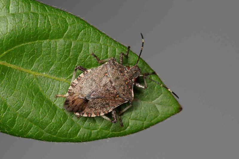 Identify the bug before applying species-specific advice Identify the bug before applying species-specific advice
