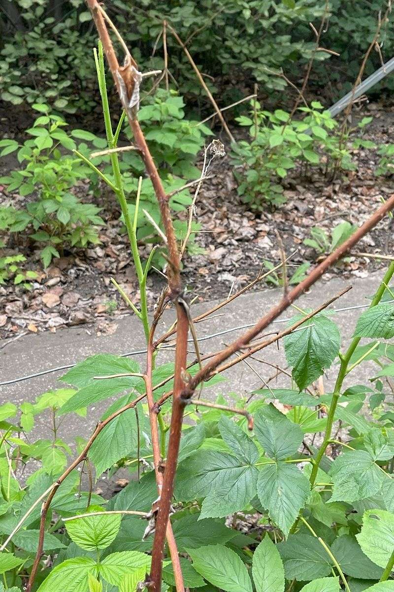 Identify the cane before you make a cut