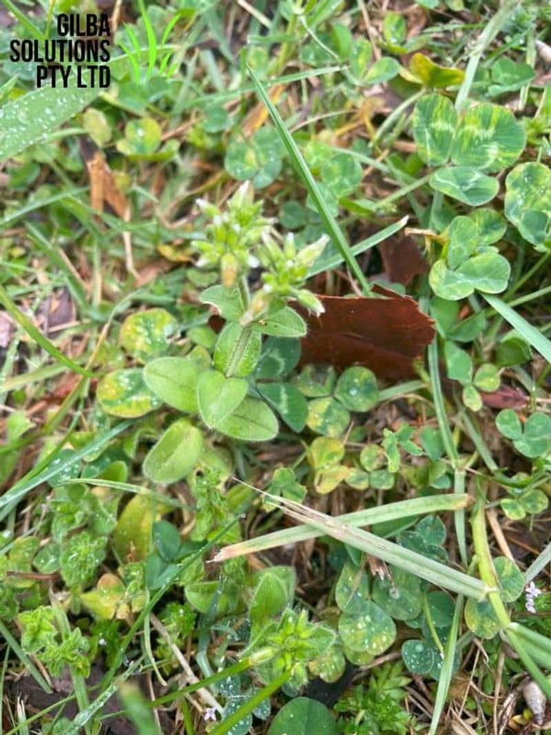 Identify the chickweed before choosing a treatment