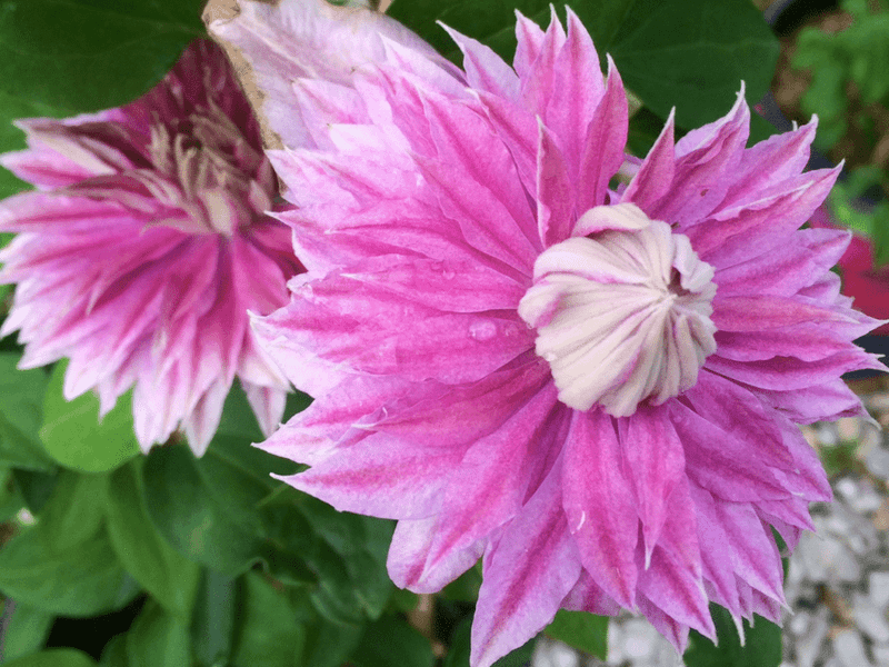 Identify the clematis before you prune