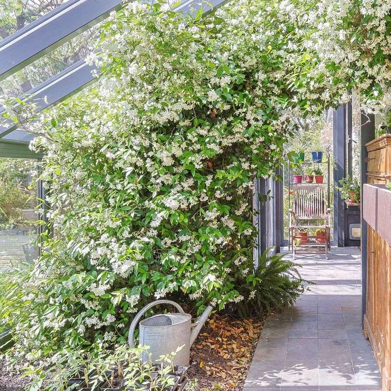 Identify the fragrant white vine as star jasmine Identify the fragrant white vine as star jasmine