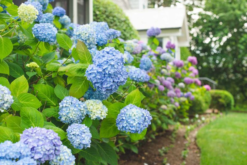 Identify the hydrangea before you prune Identify the hydrangea before you prune