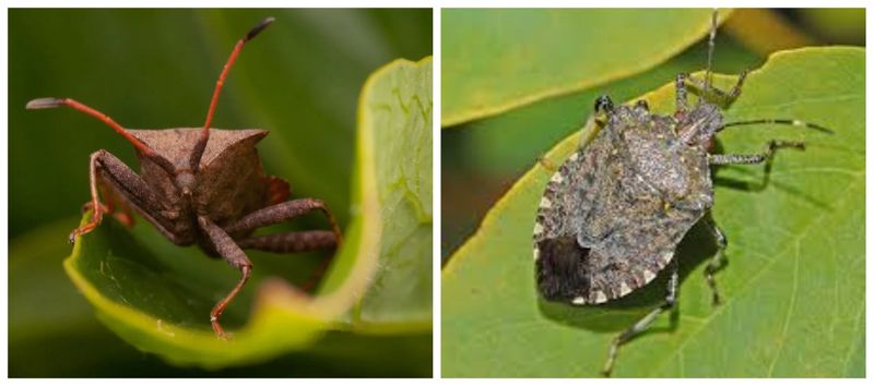 Identify the insect before choosing a response