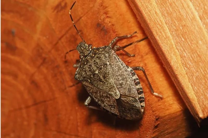 Identify the insect before you respond Identify the insect before you respond