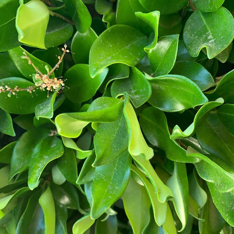 Identify the ligustrum before judging the problem
