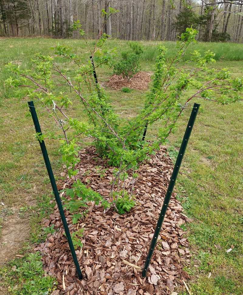 Identify the raspberry before you prune
