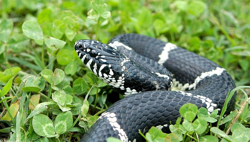 Identify the snake cautiously