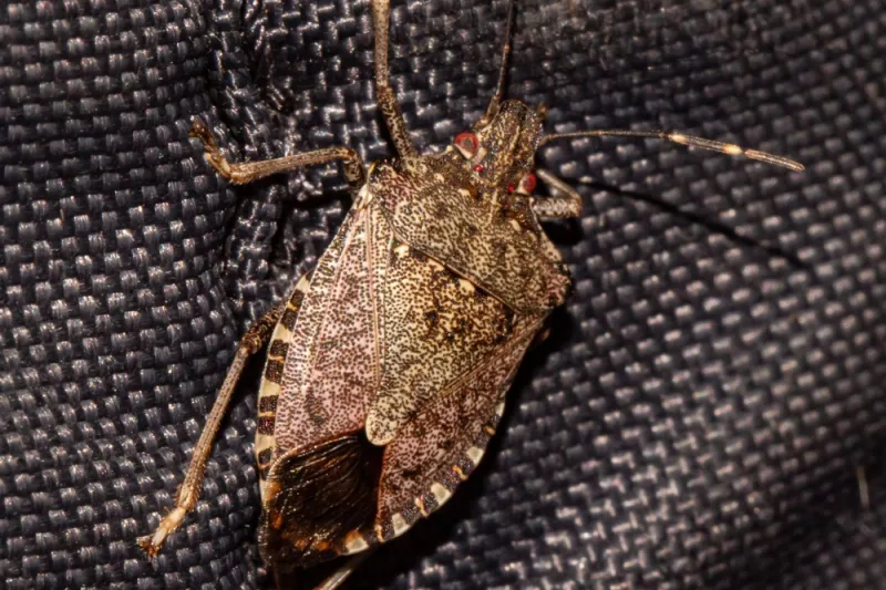 Identify the stink bug before acting