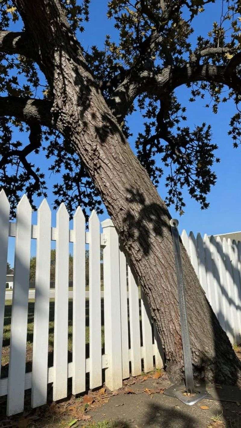 Identify the tree and the property at issue Identify the tree and the property at issue