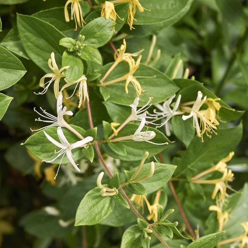Identify the vine before you start