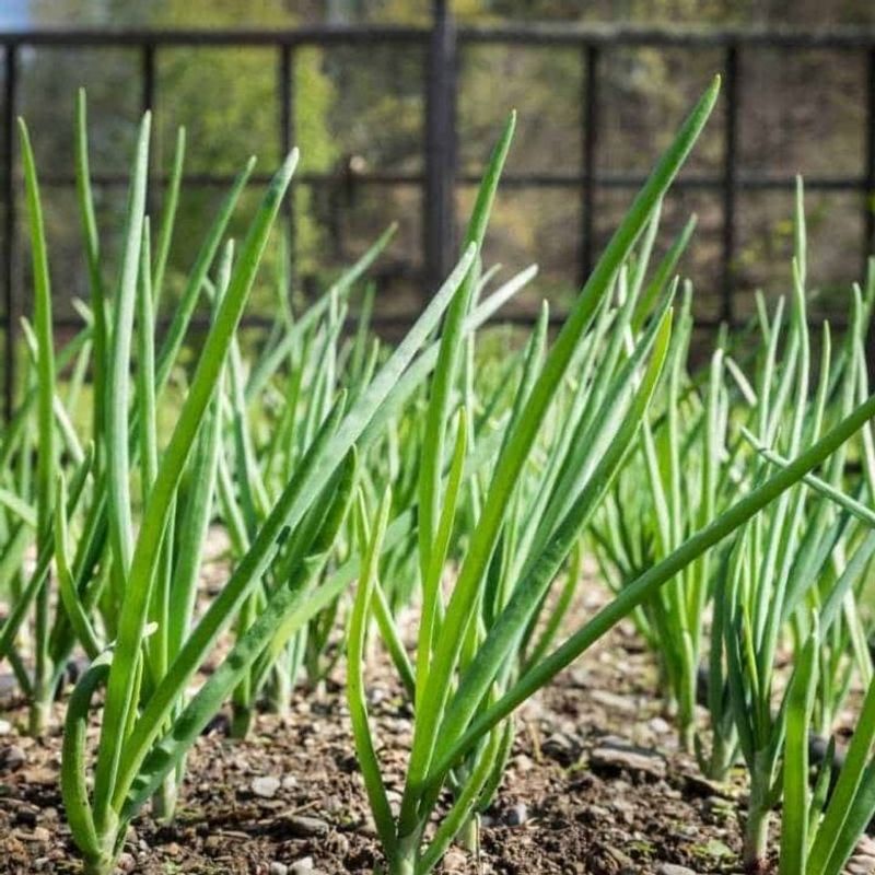 Identify whether you planted onions for leaves or bulbs Identify whether you planted onions for leaves or bulbs