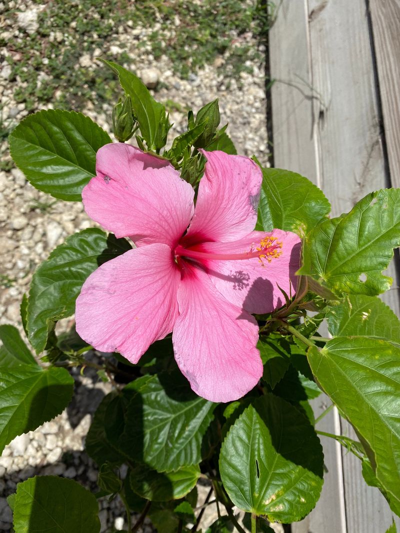 Identify your hibiscus and assess your local cold risk Identify your hibiscus and assess your local cold risk
