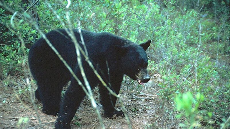 If a bear appears, keep your distance