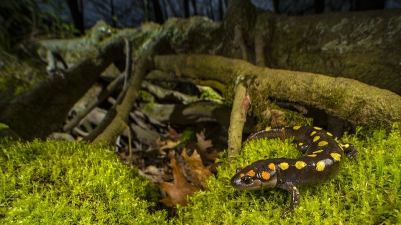 If cleanup exposes a salamander, leave it in place If cleanup exposes a salamander, leave it in place
