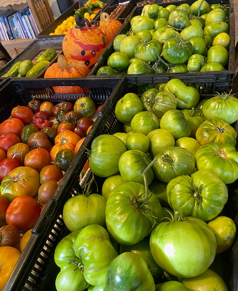 If cold arrives first, sort harvested tomatoes by maturity If cold arrives first, sort harvested tomatoes by maturity