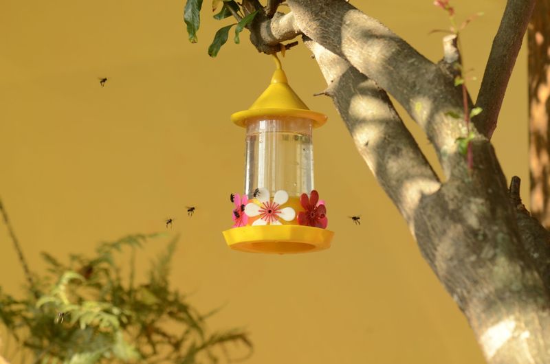 If insects persist, move or pause the feeder