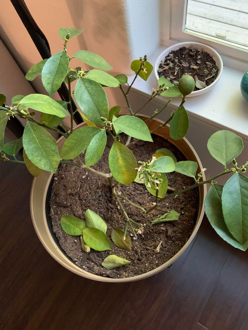 If leaves or fruit still fall, consider other causes