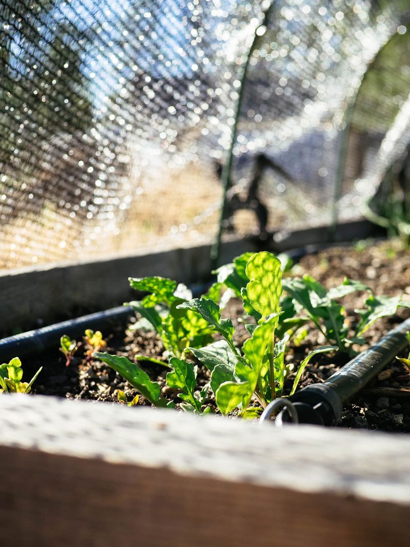 If spacing is right, check the growing conditions
