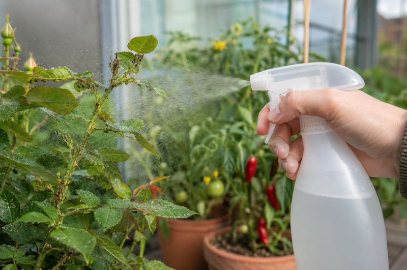 If whiteflies persist, choose treatments by the label