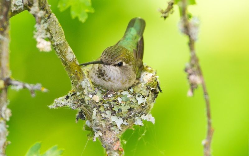 If you find a nest, leave it in place and seek guidance