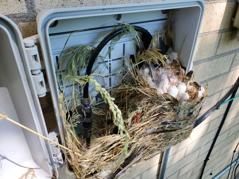 If you find a nest, leave it undisturbed