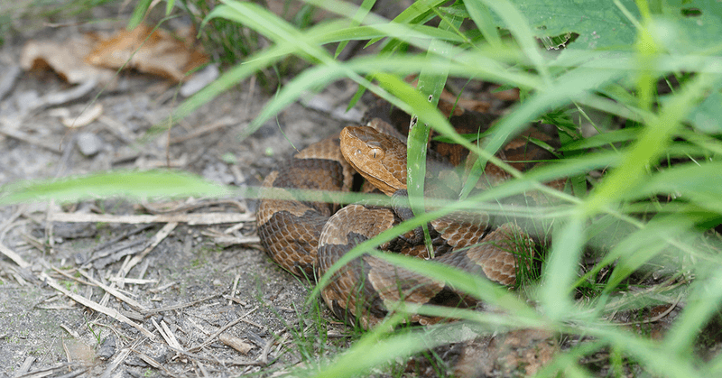 If you see a snake, back away and leave it alone