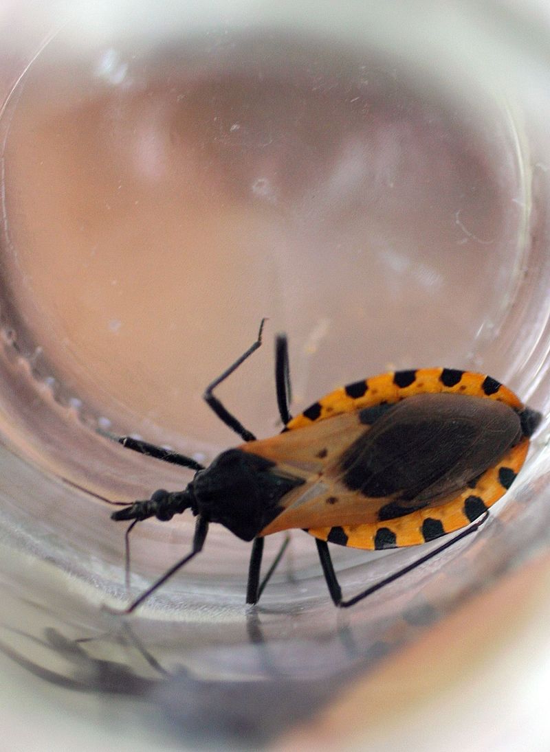 If you suspect a kissing bug, use a barrier and save a photo If you suspect a kissing bug, use a barrier and save a photo