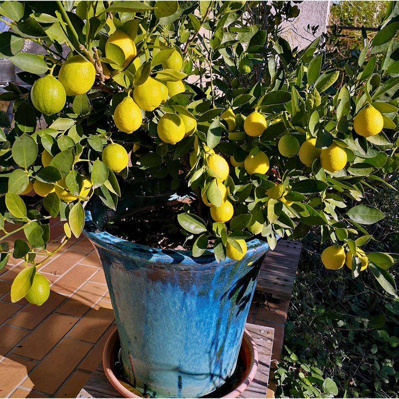 Improved Meyer Lemon