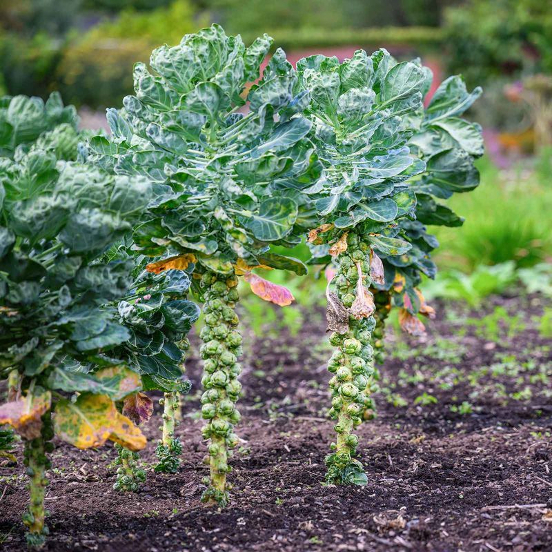 In Florida and Texas, October may be planting time