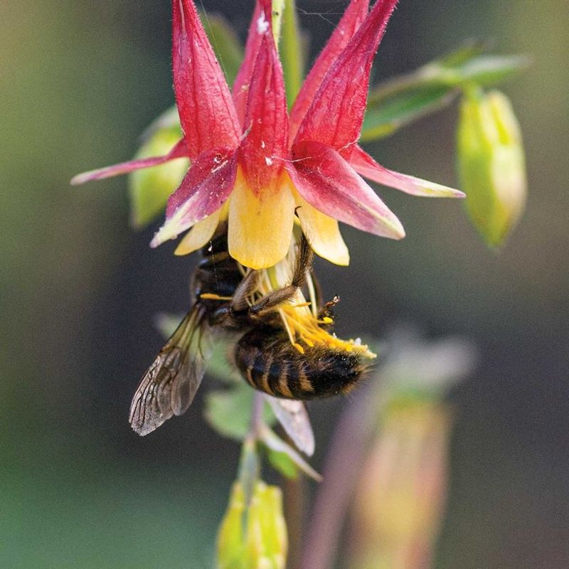 Independent Native Plant Nurseries