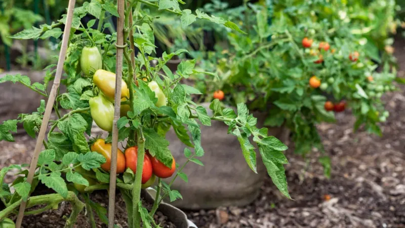 Indeterminate plants are the candidates for late-season topping Indeterminate plants are the candidates for late-season topping