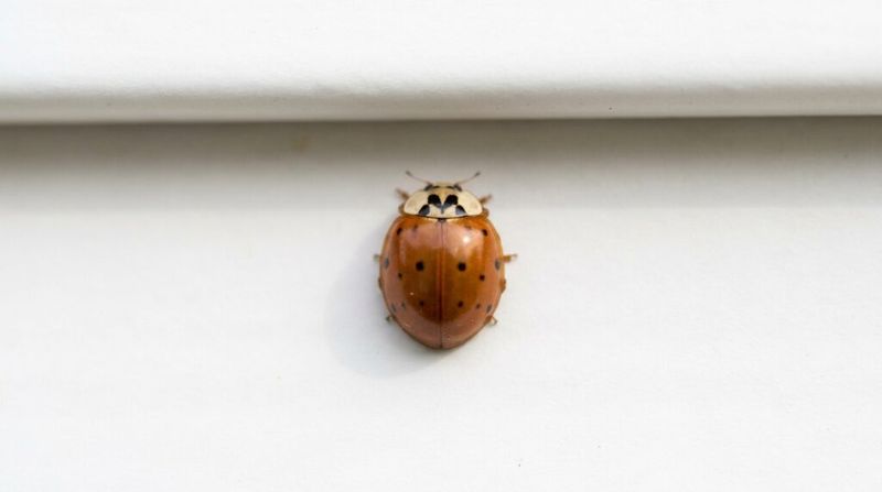 Indoor beetles are usually a nuisance, not a damaging infestation
