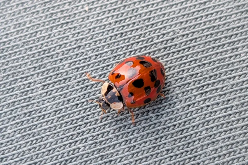 Indoor beetles call for a different response