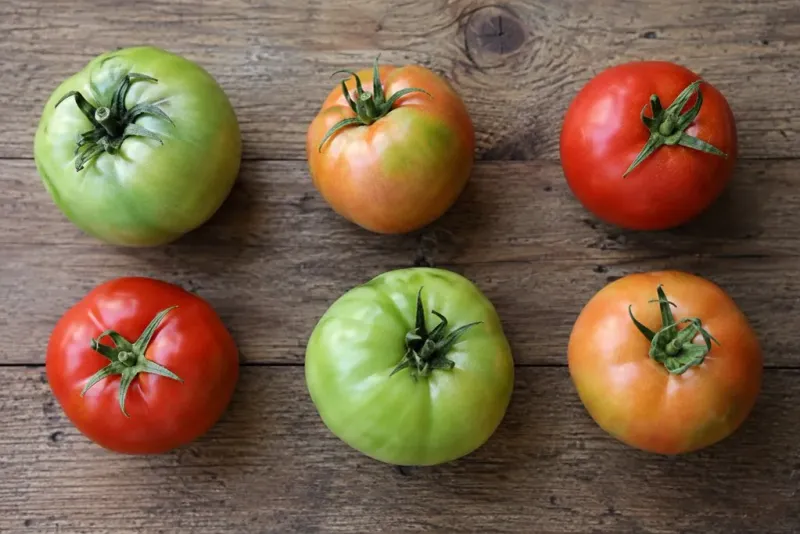Indoor ripening can save fruit, not guarantee the same result