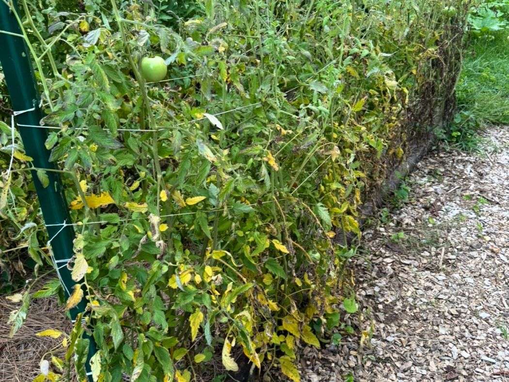 Infected tomato debris can carry the disease between seasons Infected tomato debris can carry the disease between seasons