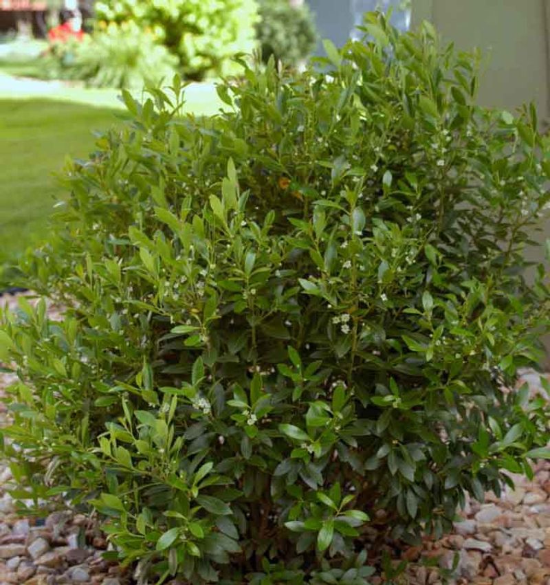 Inkberry Holly