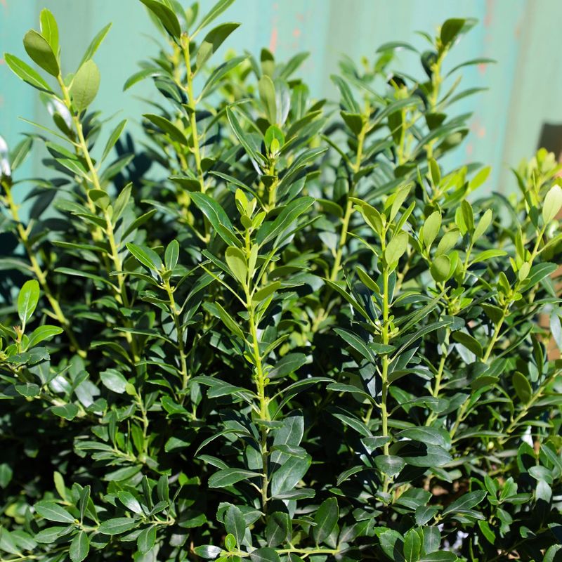 Inkberry Holly