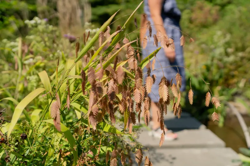 Inland Sea Oats Inland Sea Oats