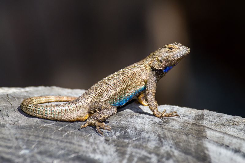 Insect eater does not mean garden-bed patrol