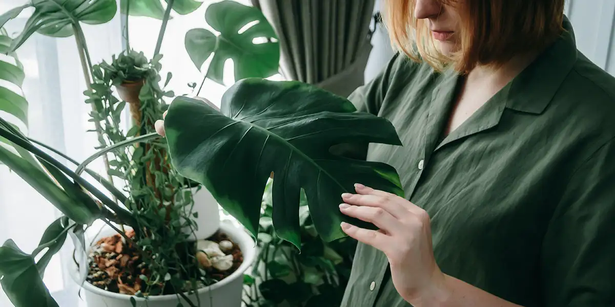 Inspect, Clean, and Quarantine Every Pot Before It Comes Indoors