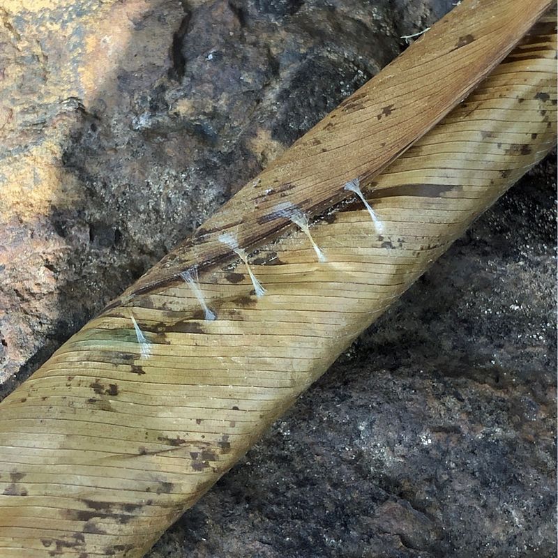 Inspect Leaves for Canna Leaf Rollers
