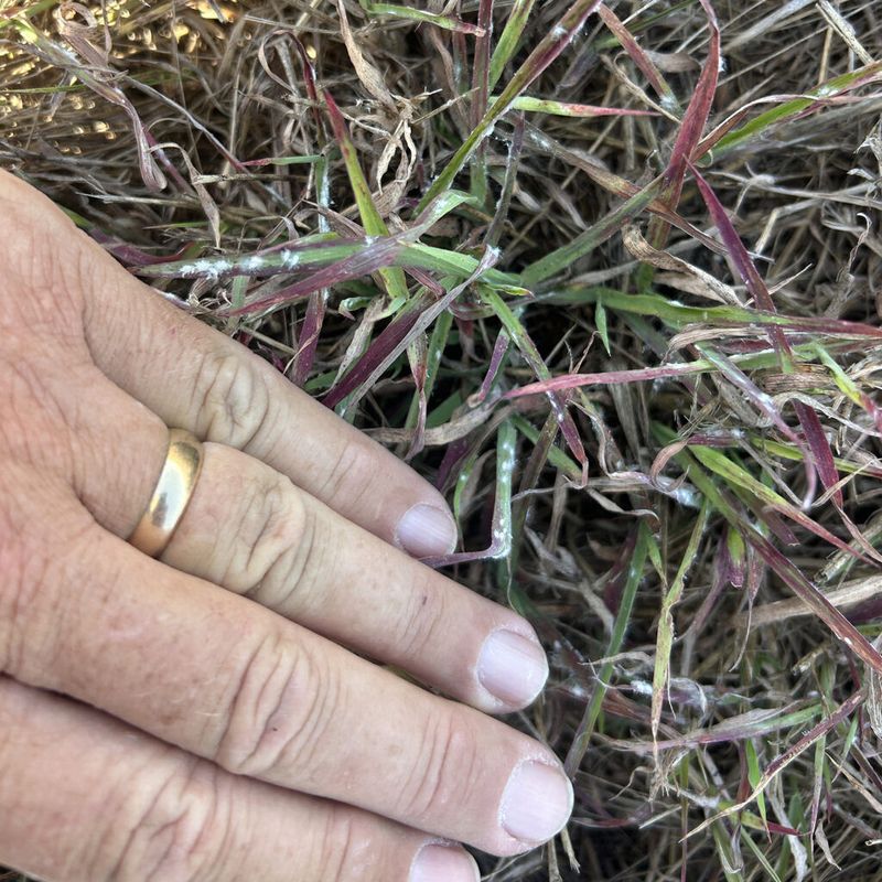 Inspect a damaged patch and seek identification