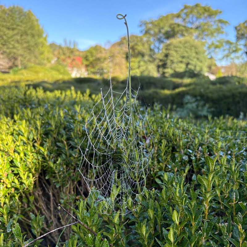 Inspect before pruning, sweeping, or clearing vines Inspect before pruning, sweeping, or clearing vines