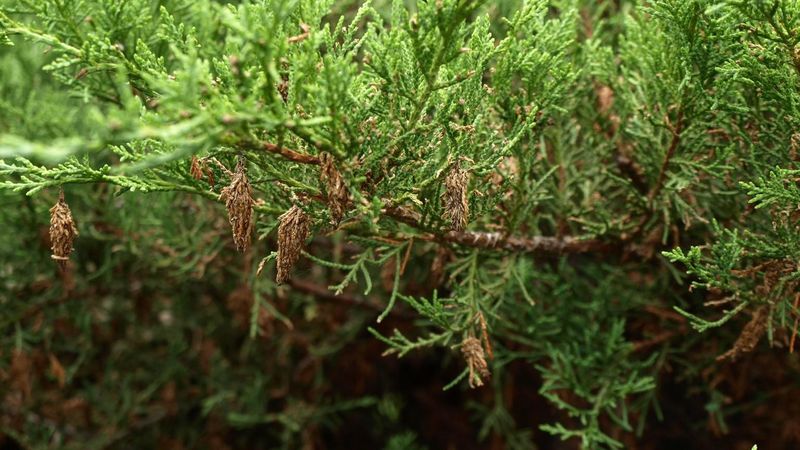 Inspect conifers and nearby susceptible plants