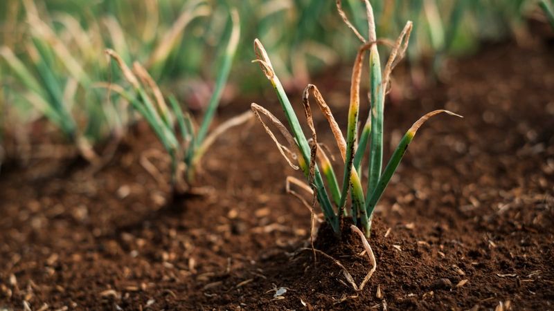 Inspect damaged leaves before treating the plant Inspect damaged leaves before treating the plant