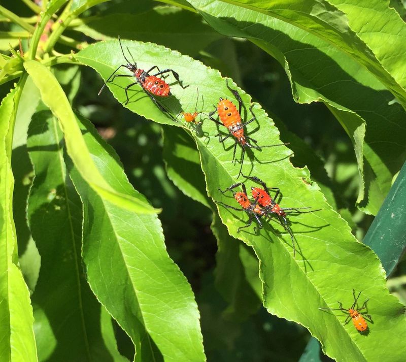 Inspect in the morning and remove bugs by hand Inspect in the morning and remove bugs by hand
